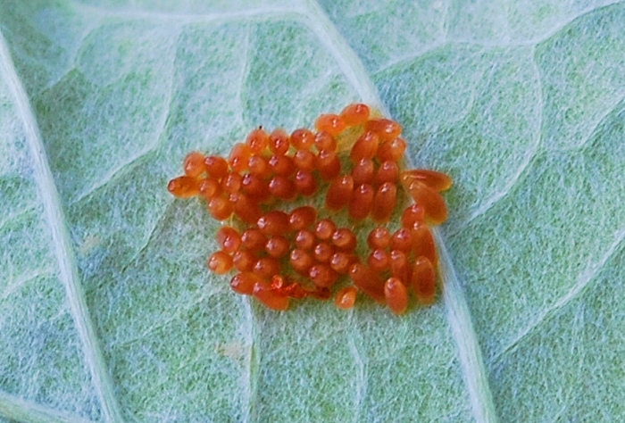 Crisolina lucida e ovature; no: Chrysomela populi